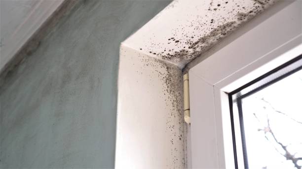 Best Crawl Space Mold Removal  in Groveland, ID