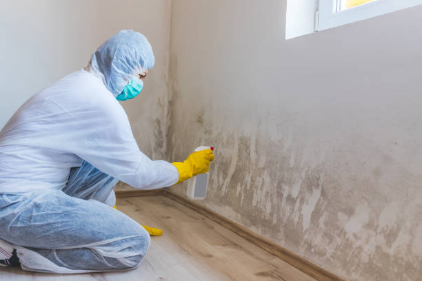 Mold Testing and Removal in Groveland, ID