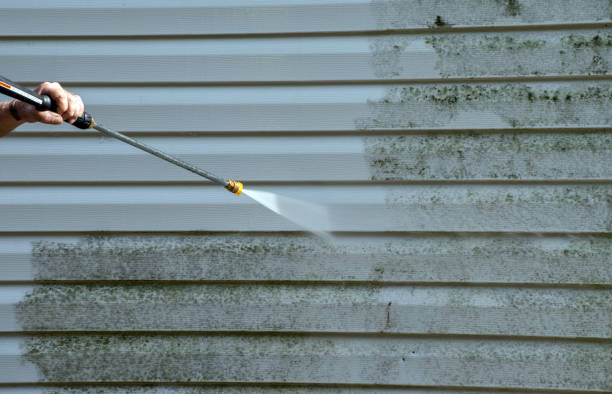 Best Mold Damage Repair  in Groveland, ID