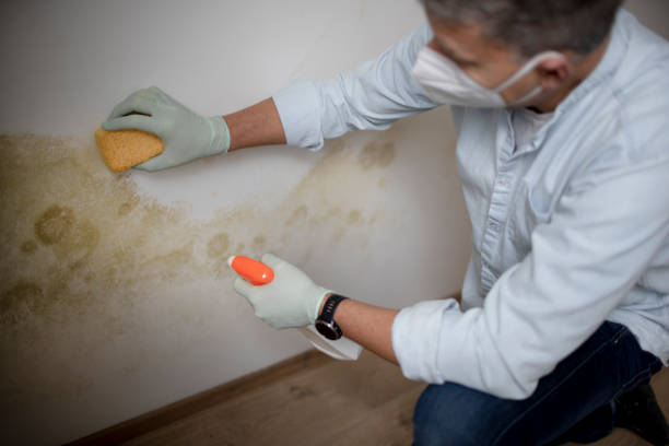 Best Attic Mold Removal  in Groveland, ID