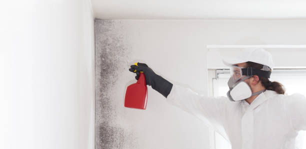 Professional Mold Removal in Groveland, ID