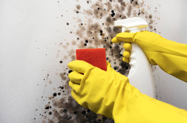 Best Certified Mold Removal  in Groveland, ID