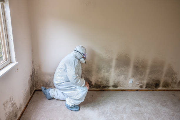 Best Mold Damage Repair  in Groveland, ID