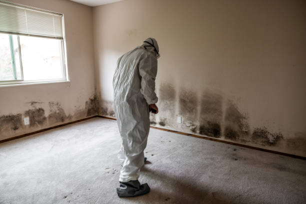 Best Toxic Mold Removal  in Groveland, ID