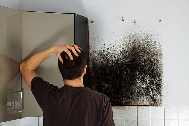Attic Mold Removal in Groveland, ID