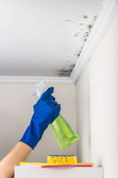 Best Mold Remediation Services  in Groveland, ID